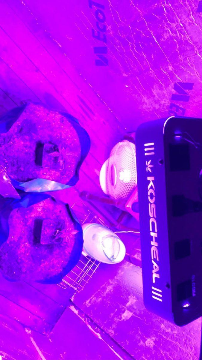 Slow growth young afghan plant 3