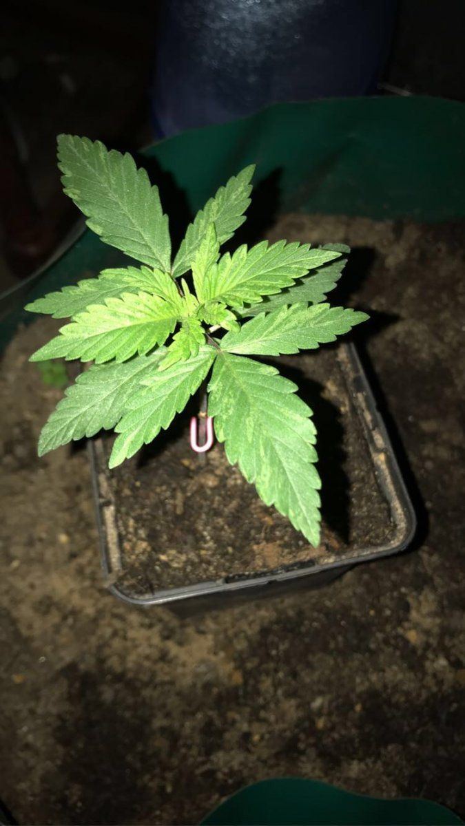 Slow growth young afghan plant