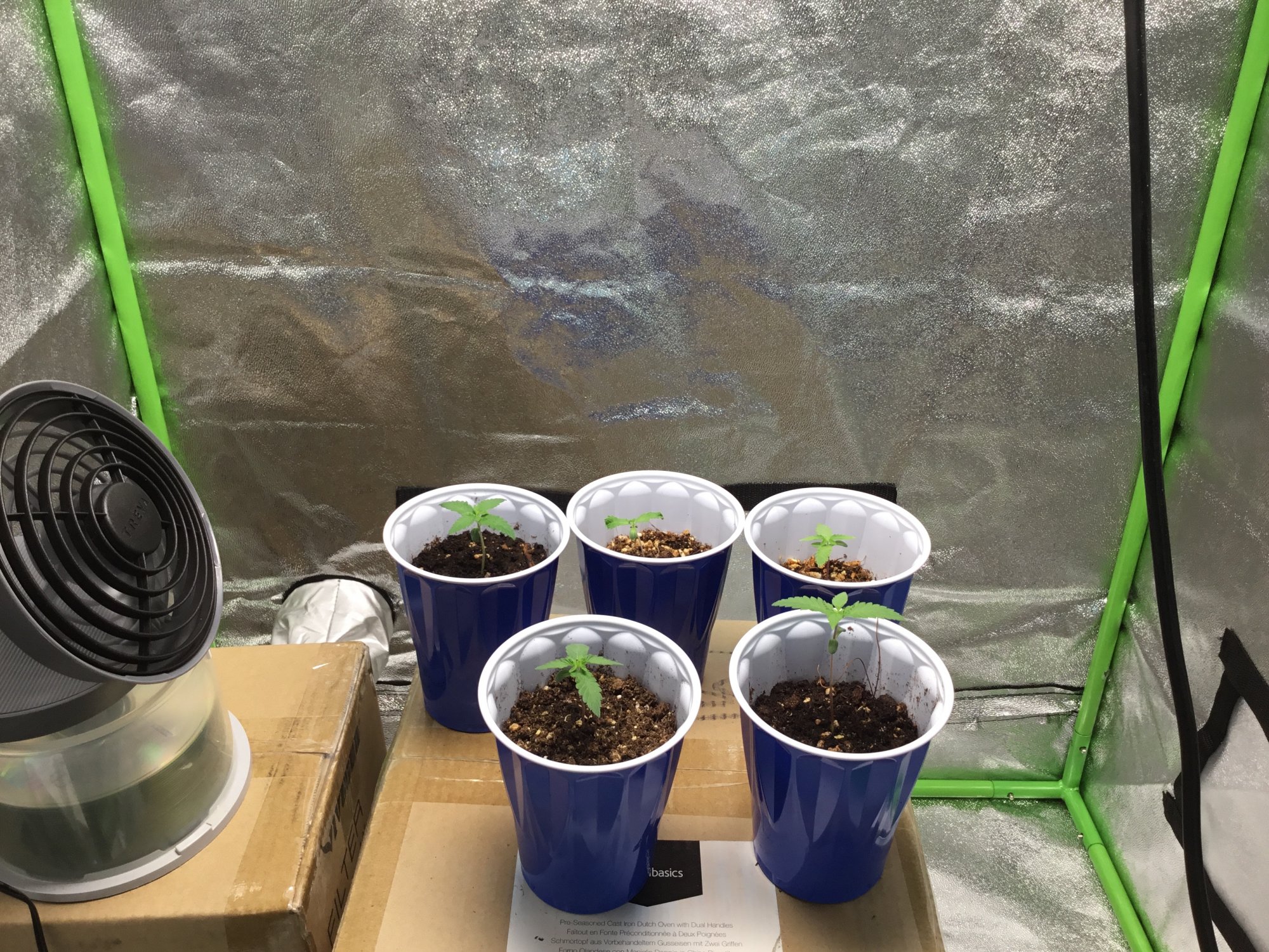Slow seedlings or normal growth
