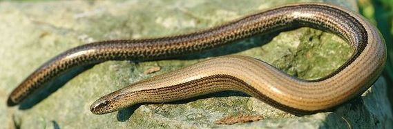 SlowWorm1