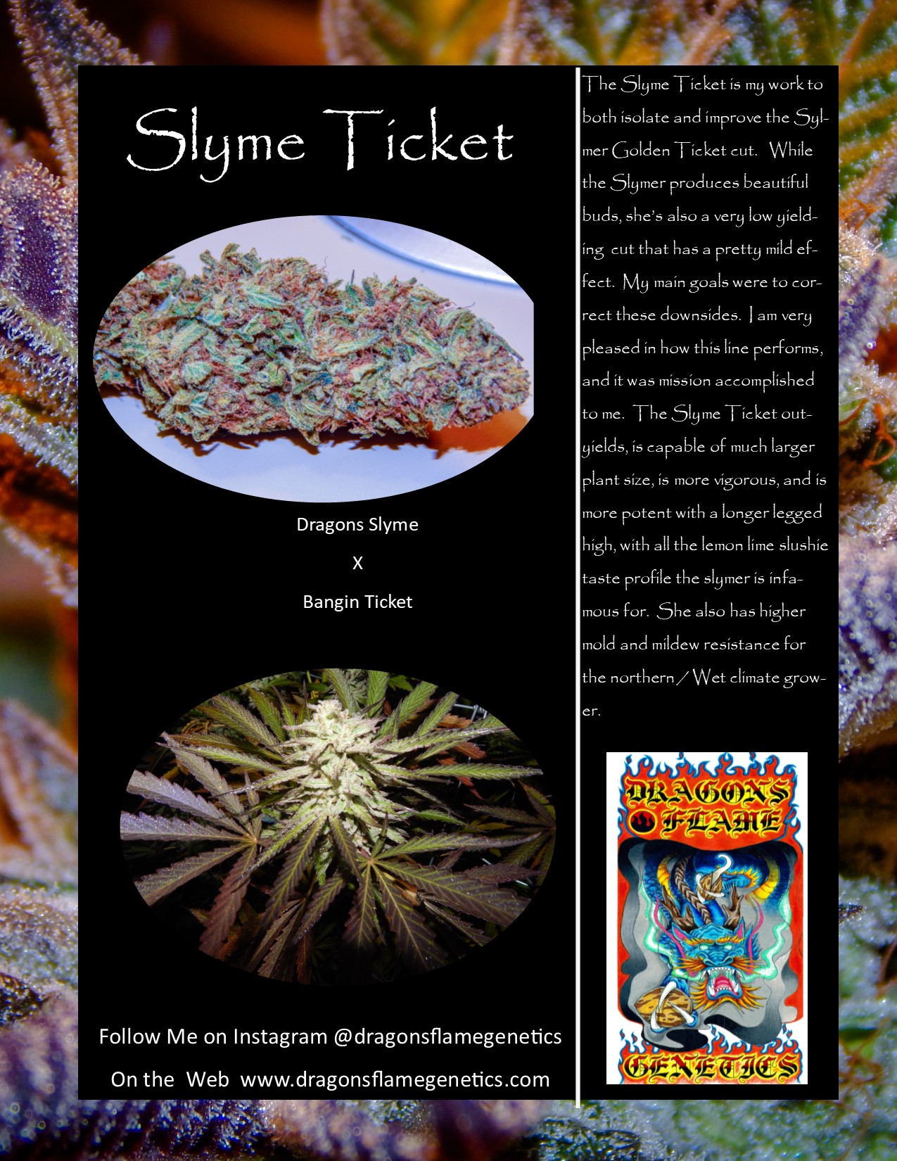 Slyme ticket