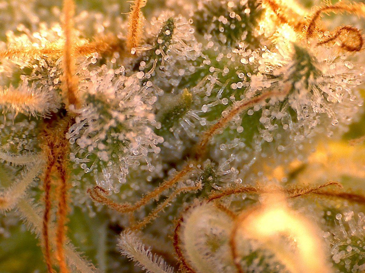 Slymer week 8
