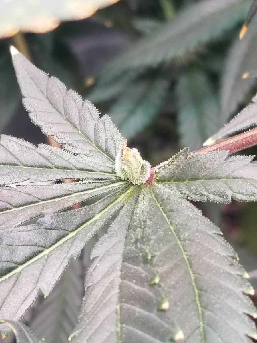 Small bud growing out of a leaf