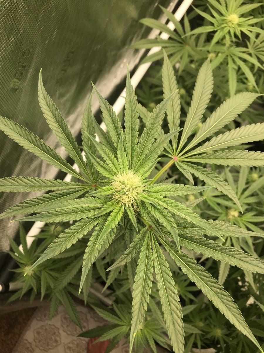 Small buds day 29 since flipping to 1212 2