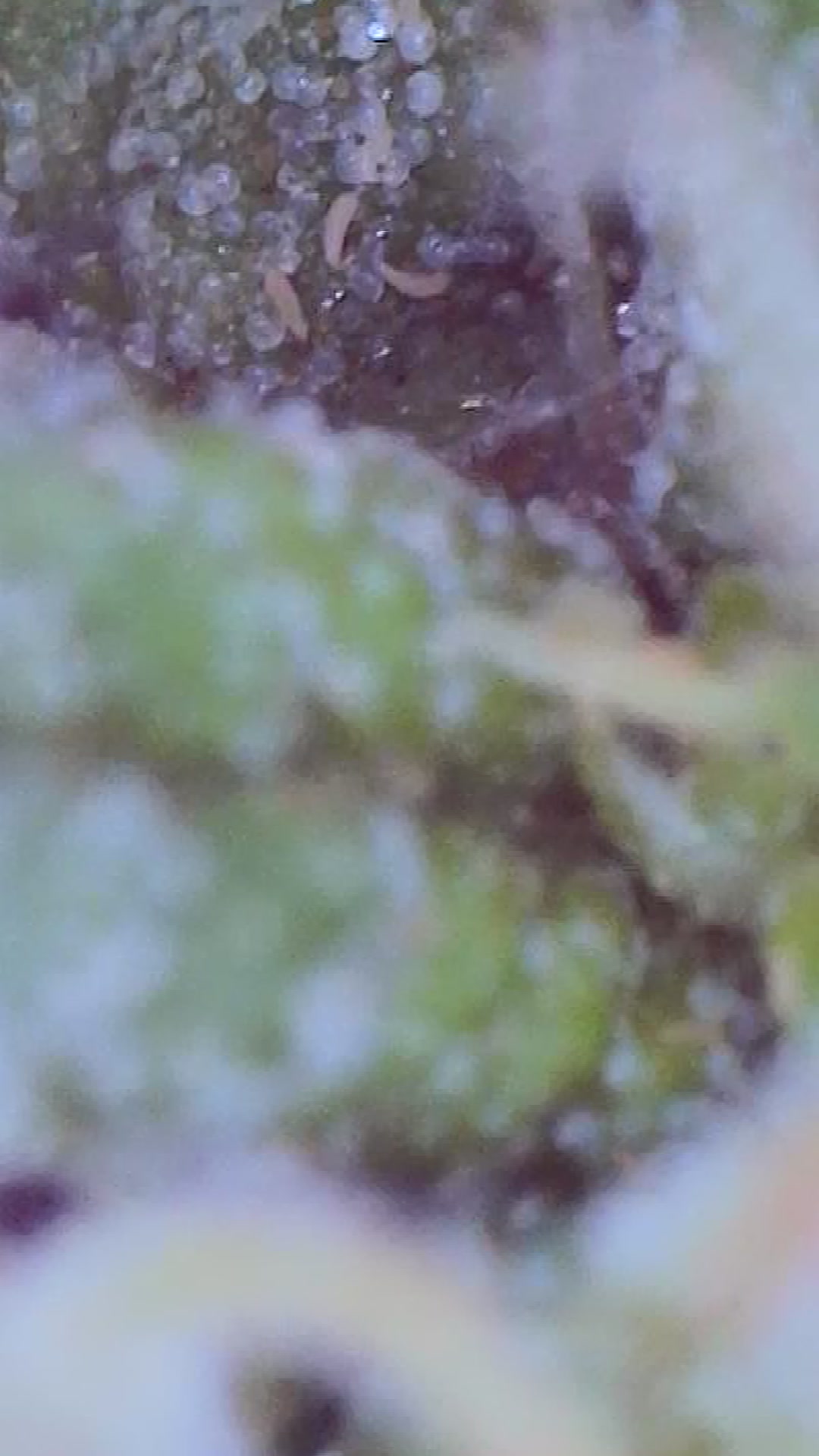 Small clear worms in bud 3