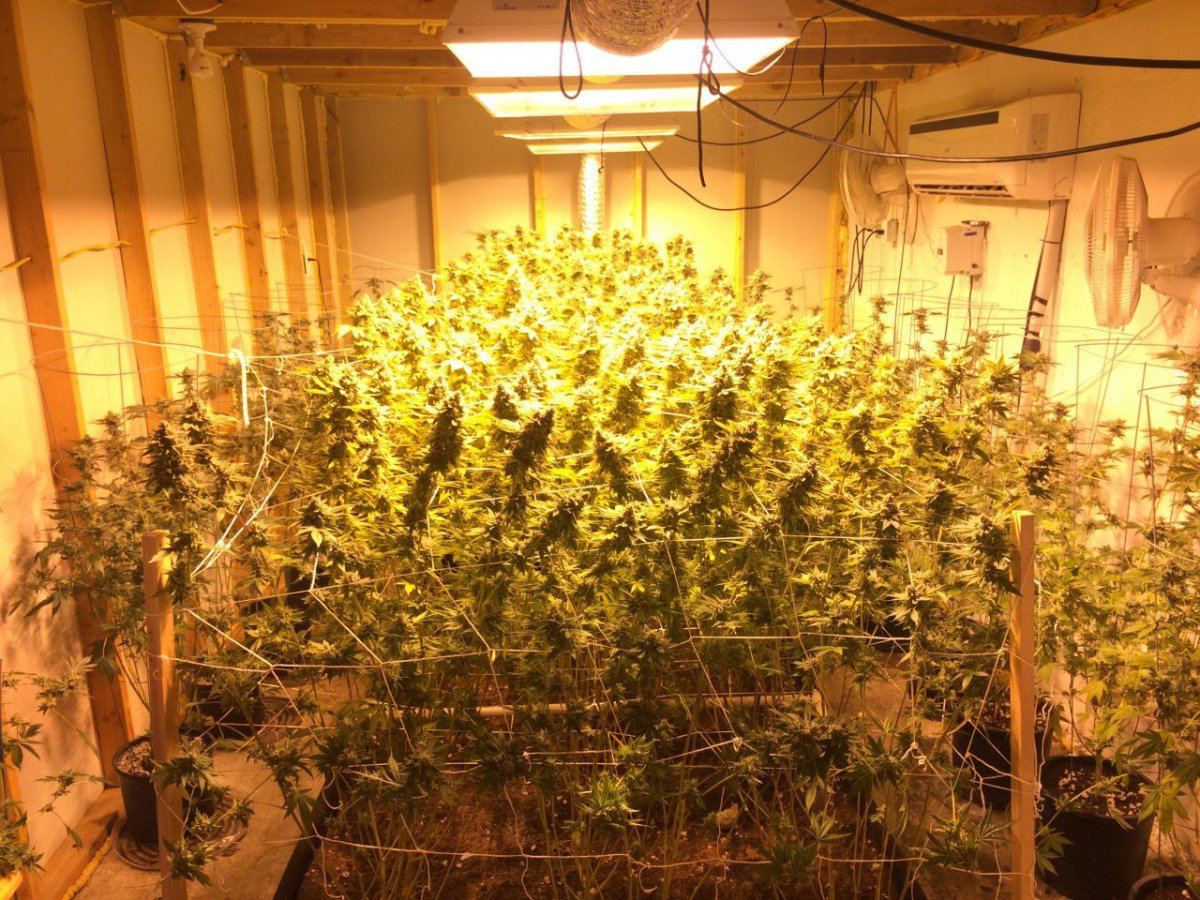 Small coco vs soil experiment 7