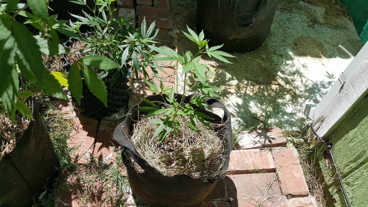 Small GG4