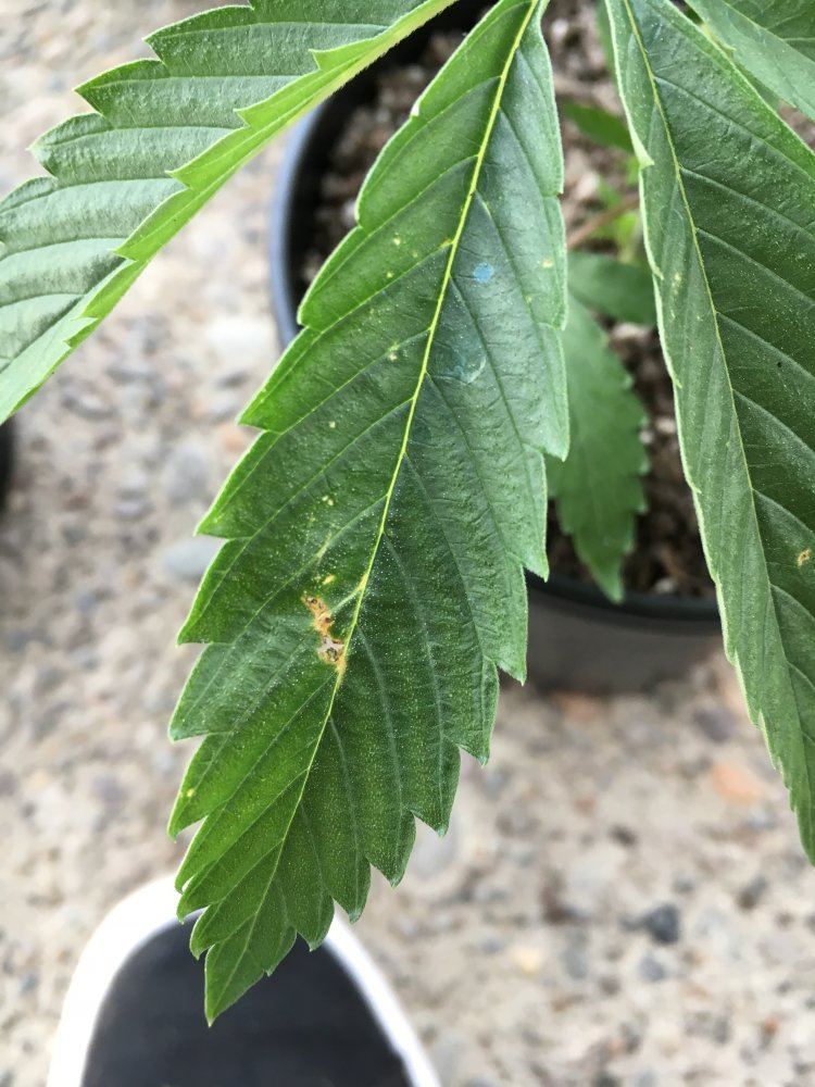 Small holes in leaves any ideas