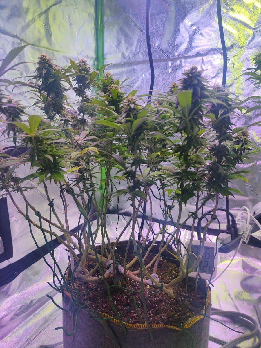 Small leaves and small buds - THCFarmer