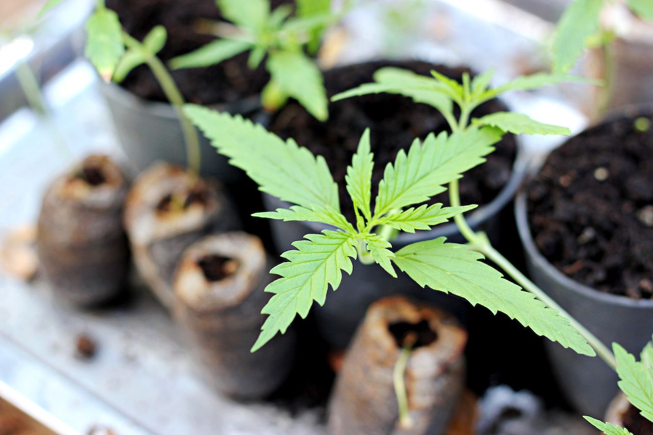 Small medical marijuana seedlings at a medical marijuana grow operation