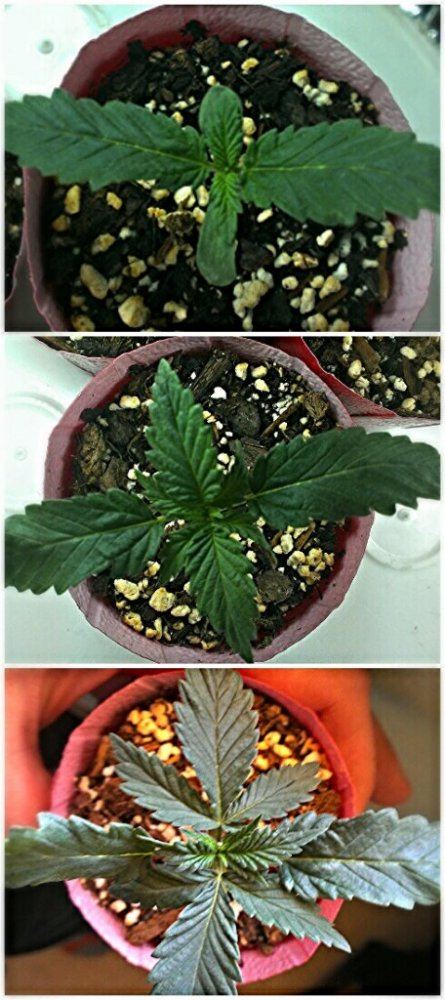 Small personal grow 2