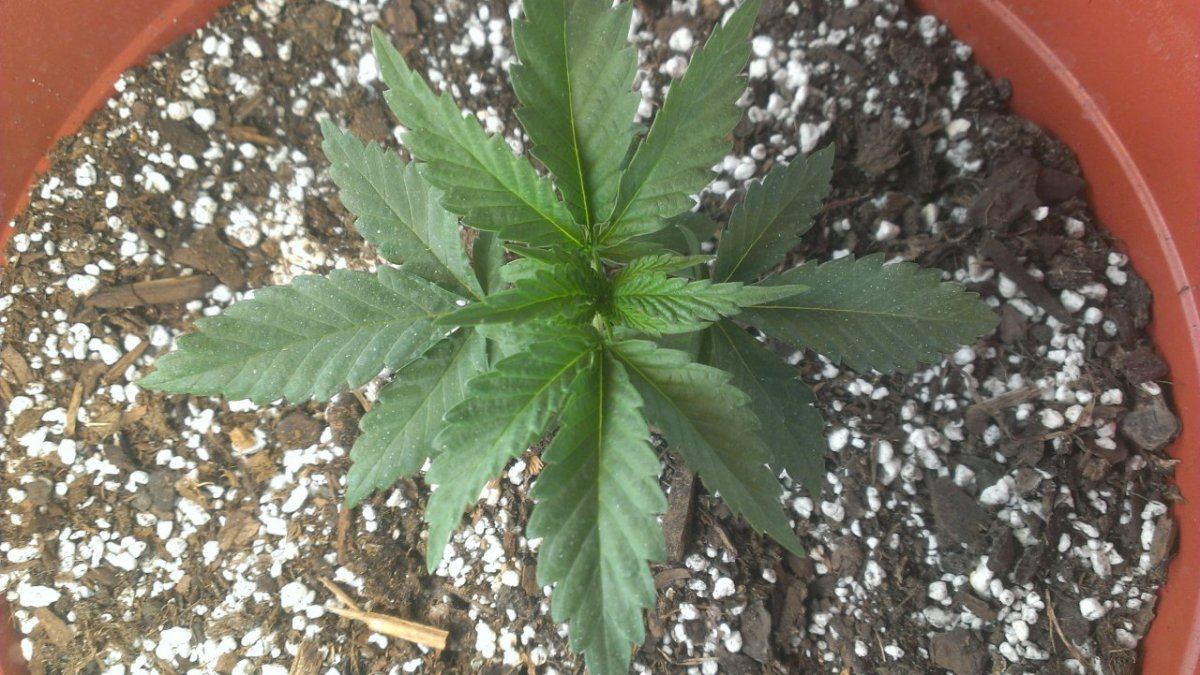 Small personal grow 3