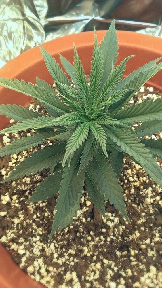 Small personal grow 4