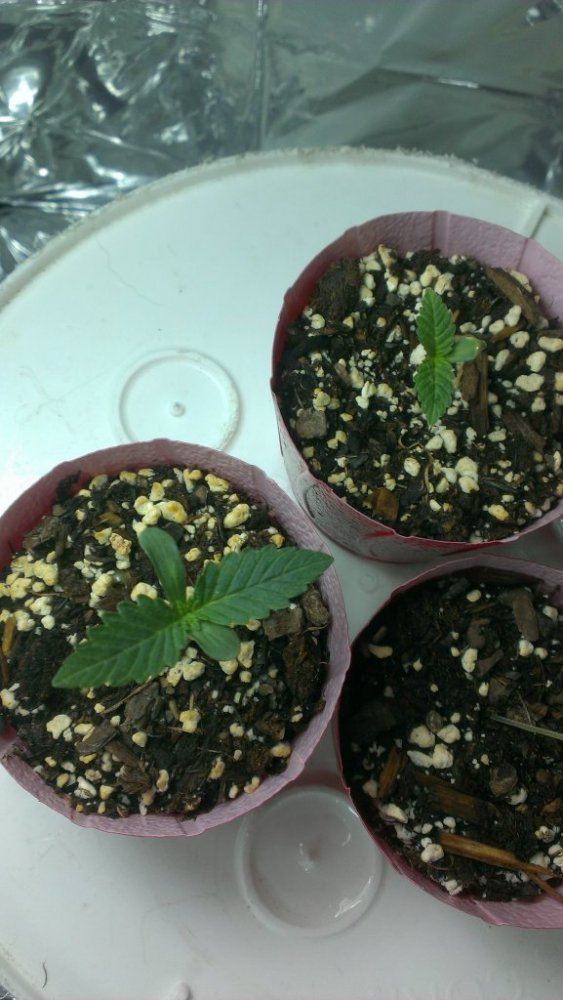 Small personal grow