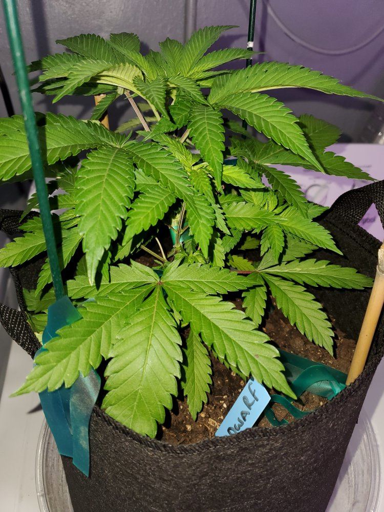 Small plant updates 4