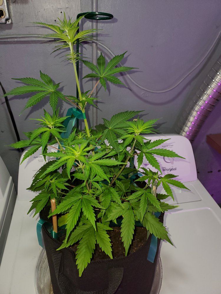 Small plant updates 5