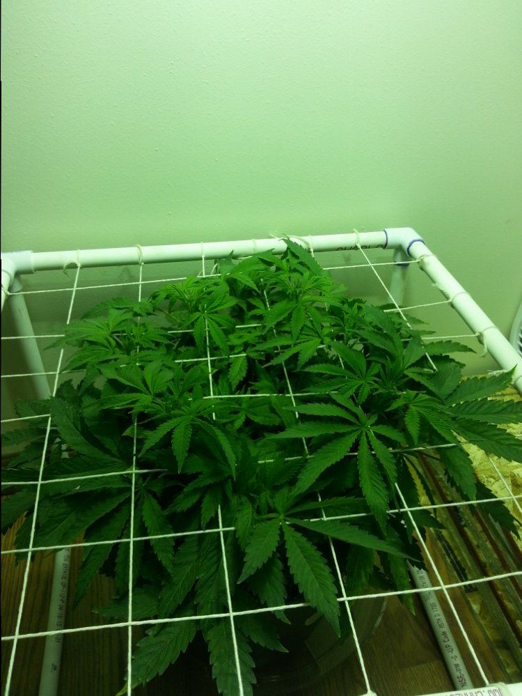 Small scale scrog