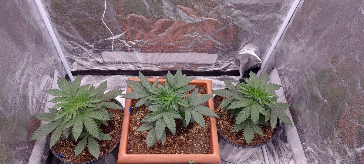 Small semi organic indoor tent grow 4