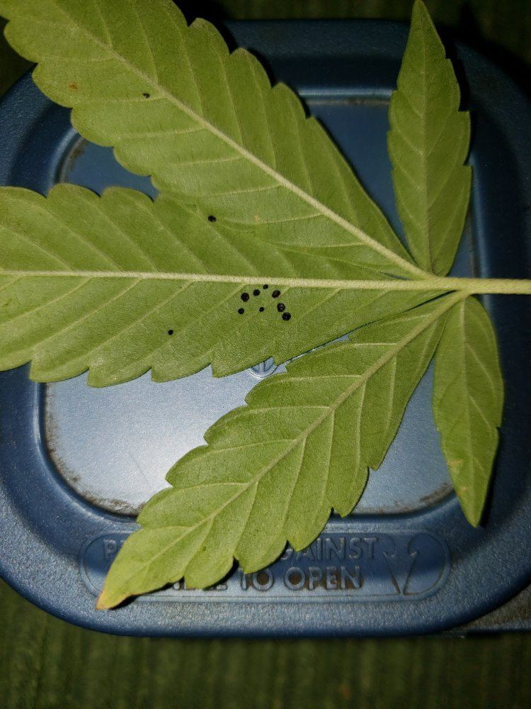 Small silver looking spots on leaves 3