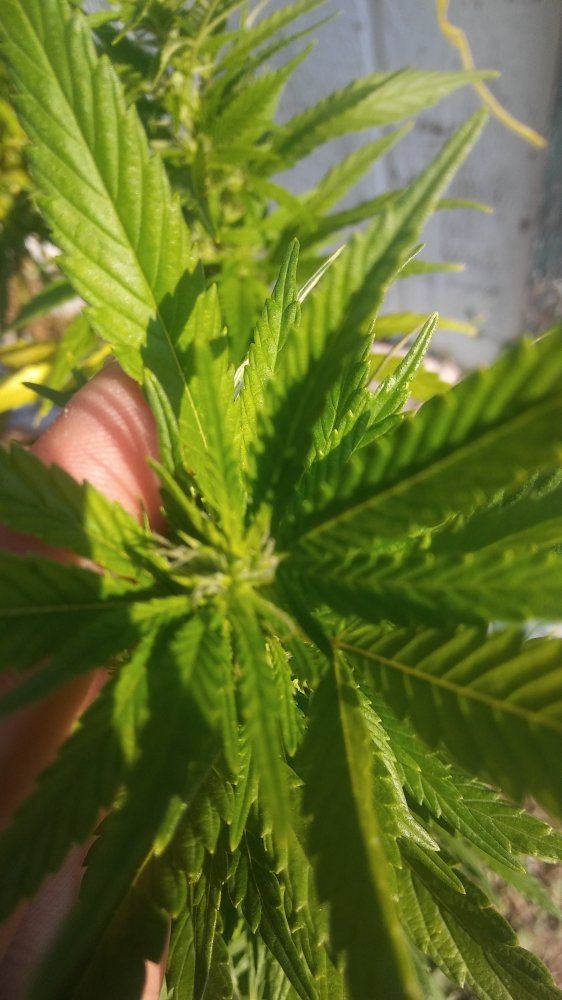 Small top big ol bottom 5