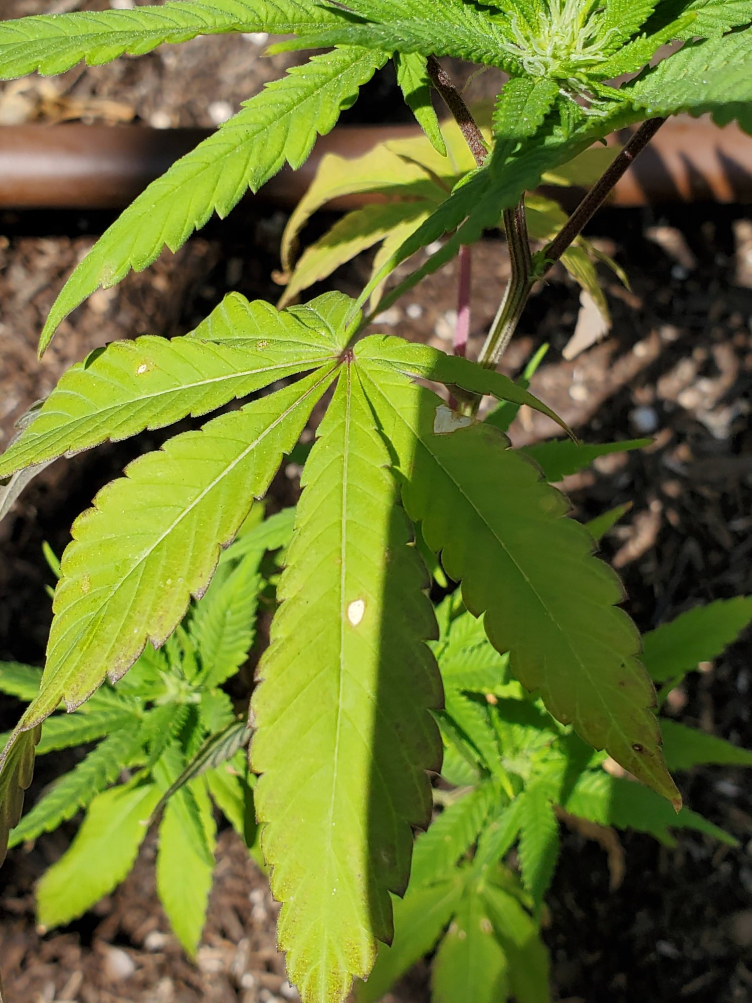 Small white spots on leaves of clone 2