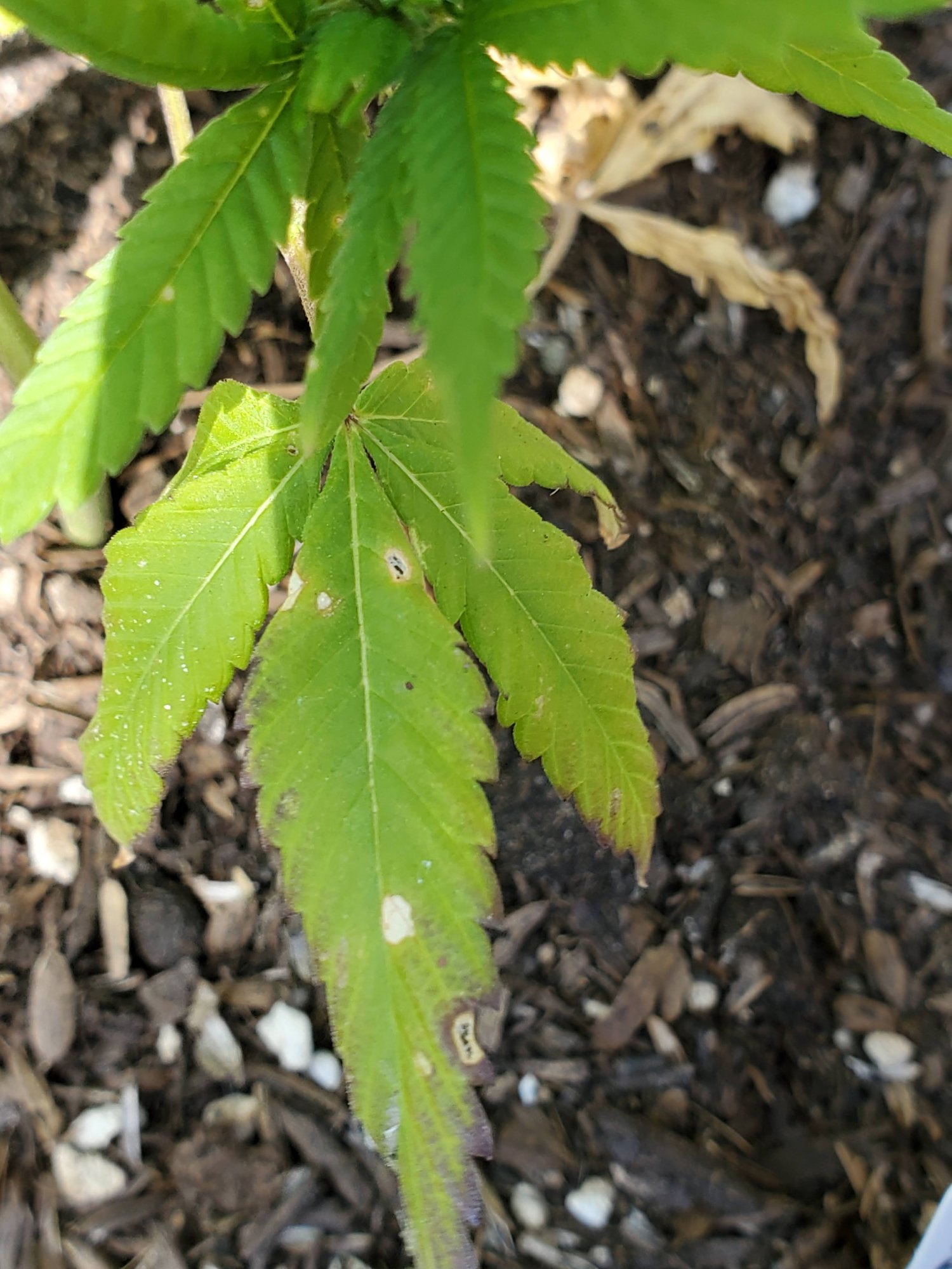 Small white spots on leaves of clone