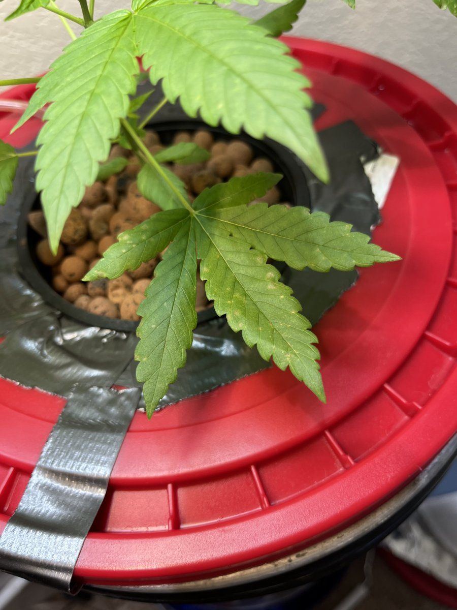 Small yellowbrown spots on leaves in dwc
