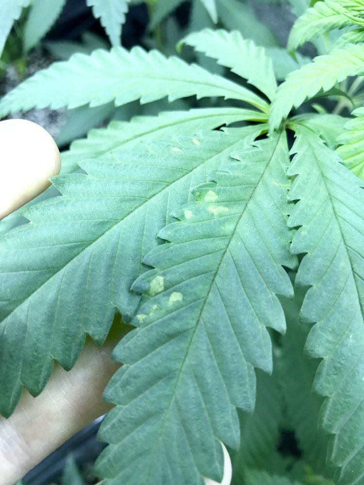 Small yellowing spots starting on leaves