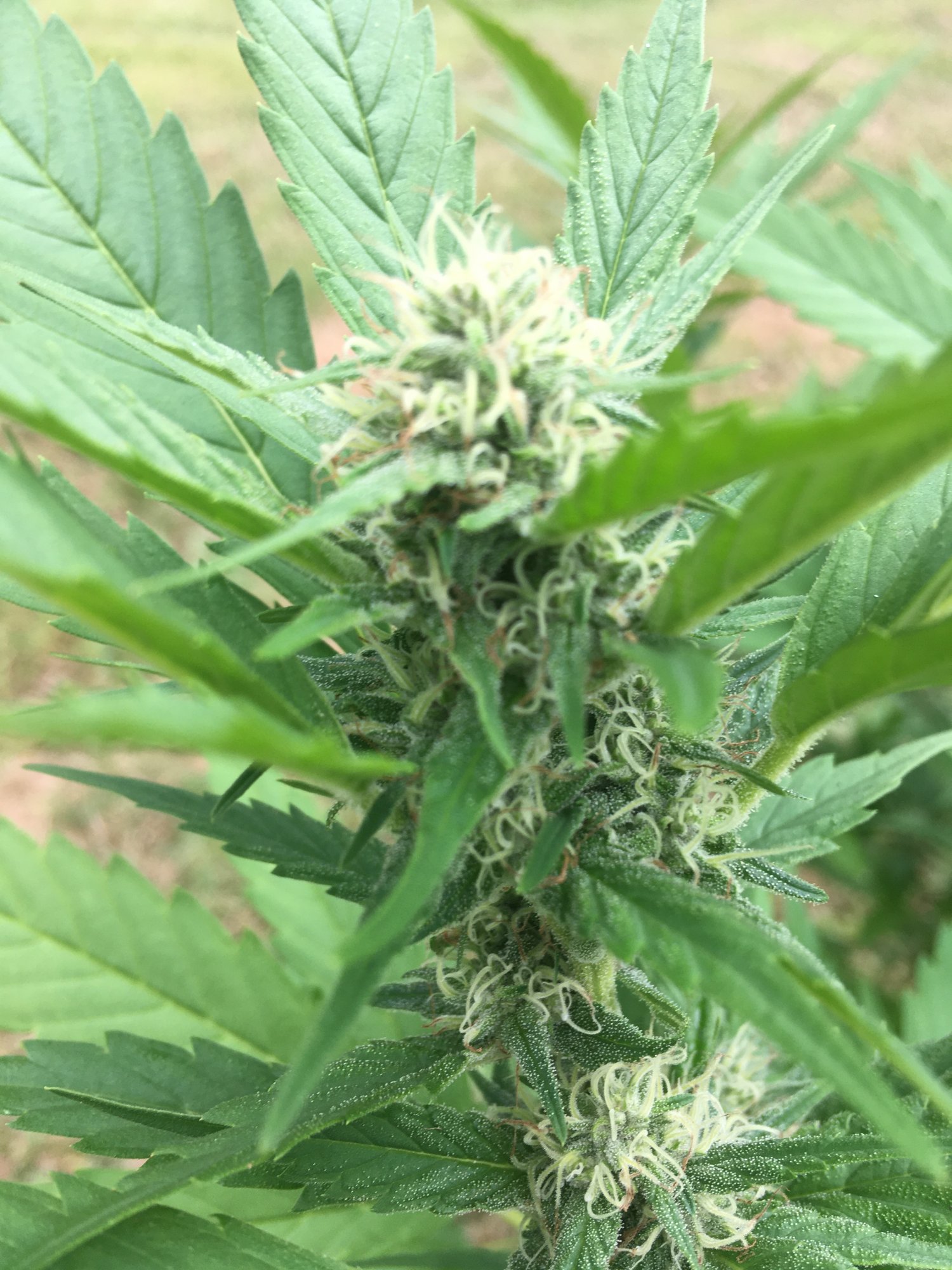 Small young buds but cloudy trichomes 4