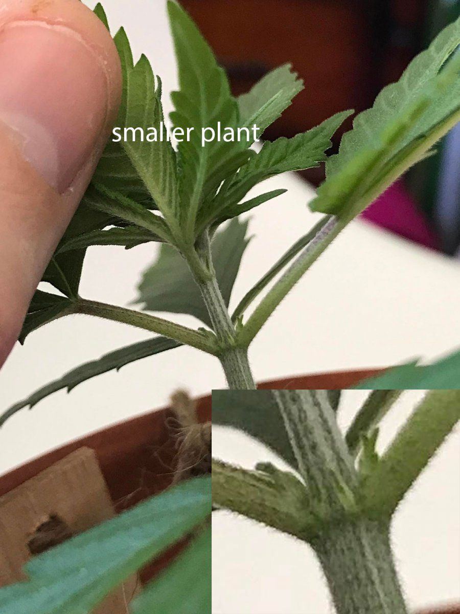 Smallerplantcloseup