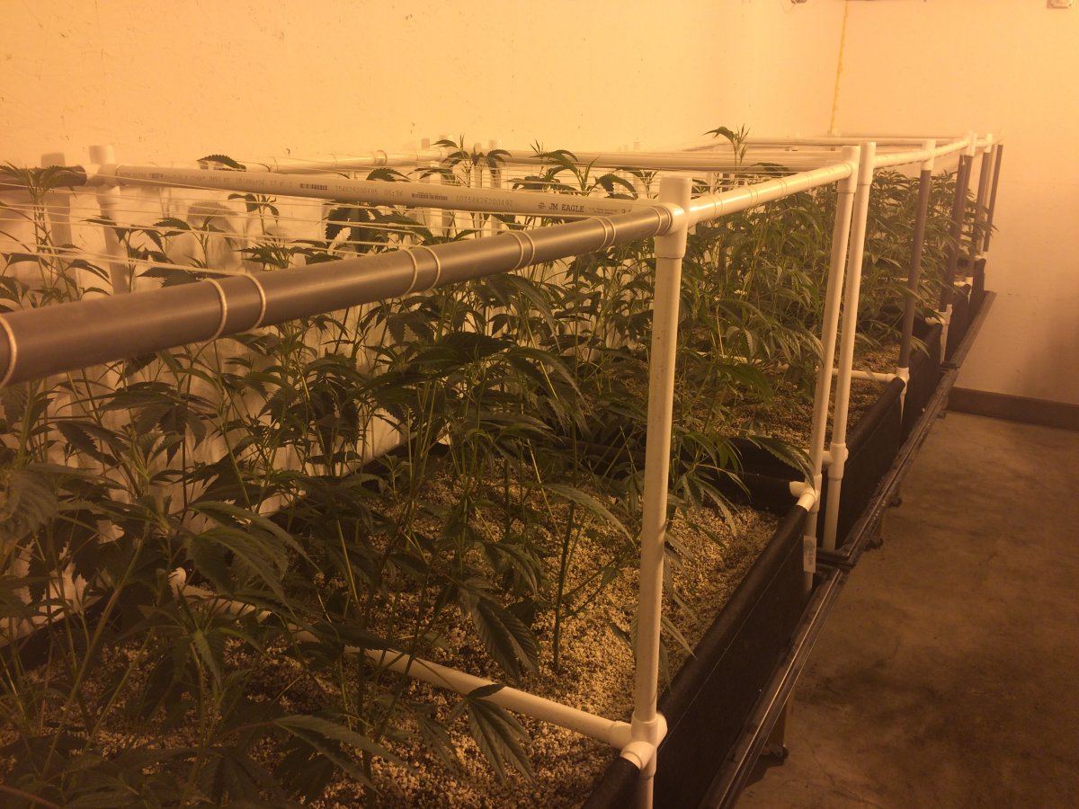 SmallroomTrellis