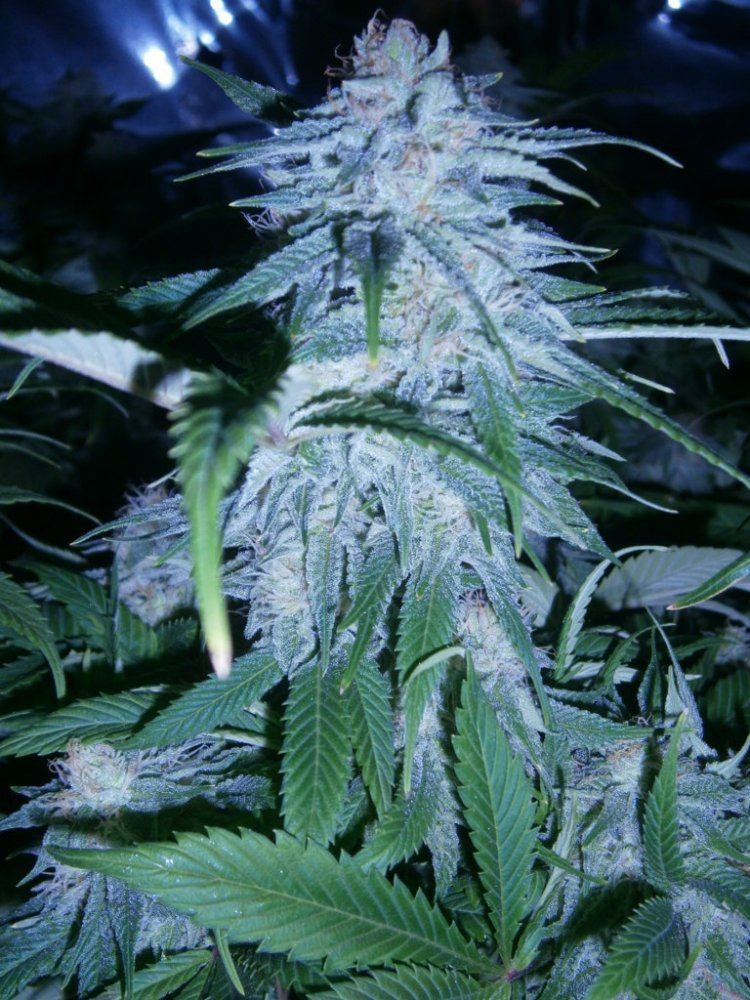 Smfs ghost og from seed 3
