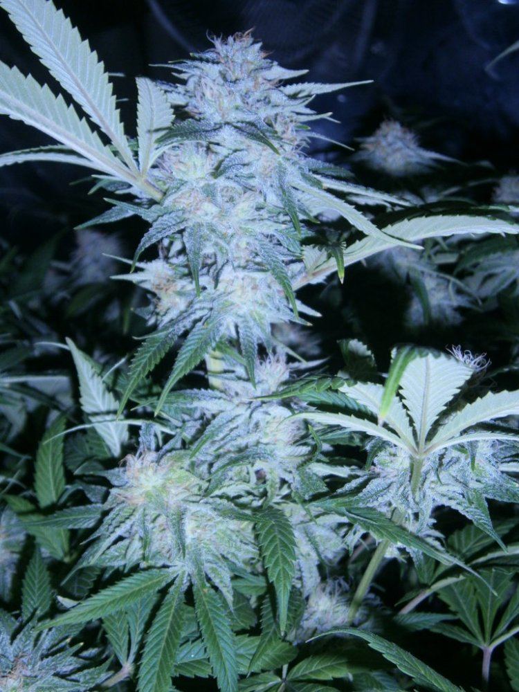 Smfs ghost og from seed 4