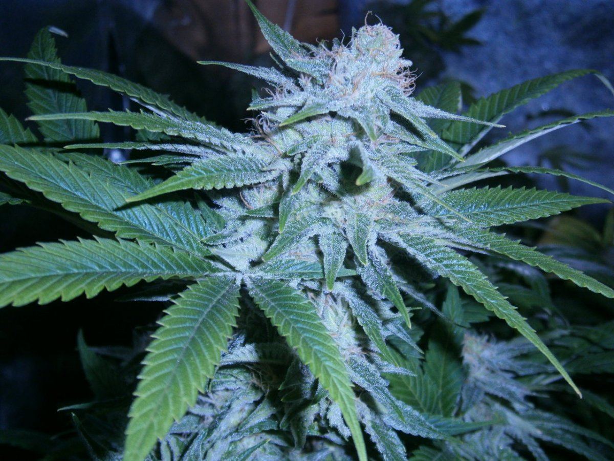 Smfs ghost og from seed 5