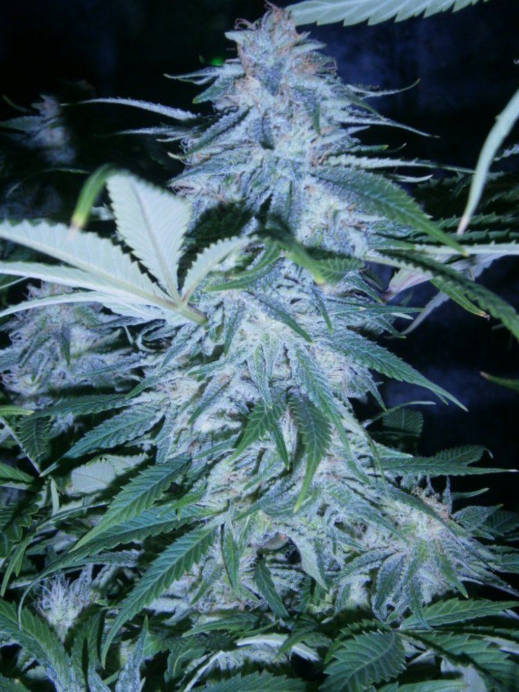 Smfs ghost og from seed 6