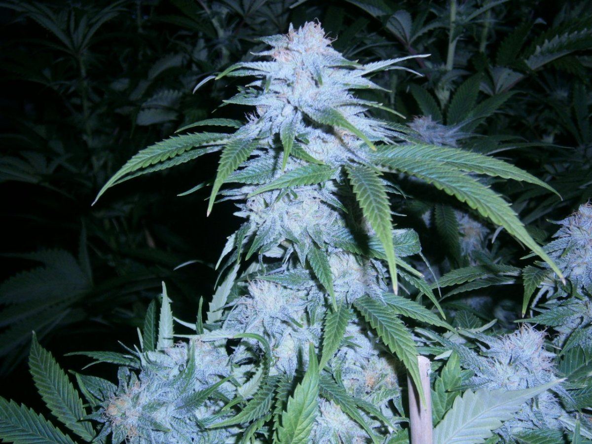 Smfs ghost og from seed 7