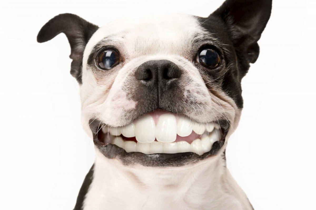 Smiledog