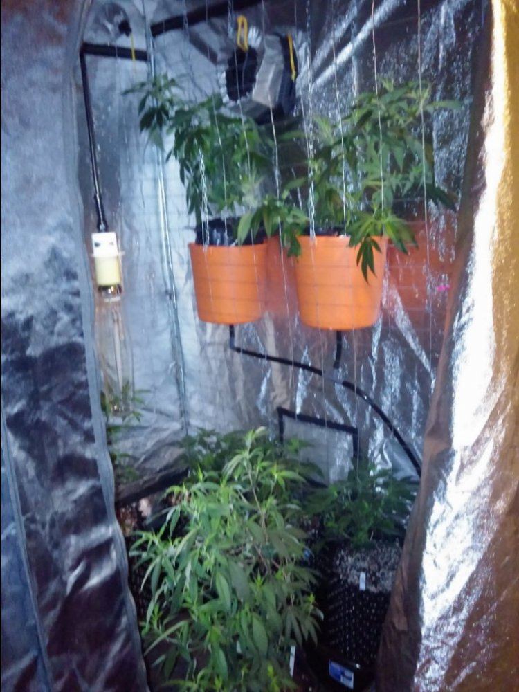 Smokeys den 2