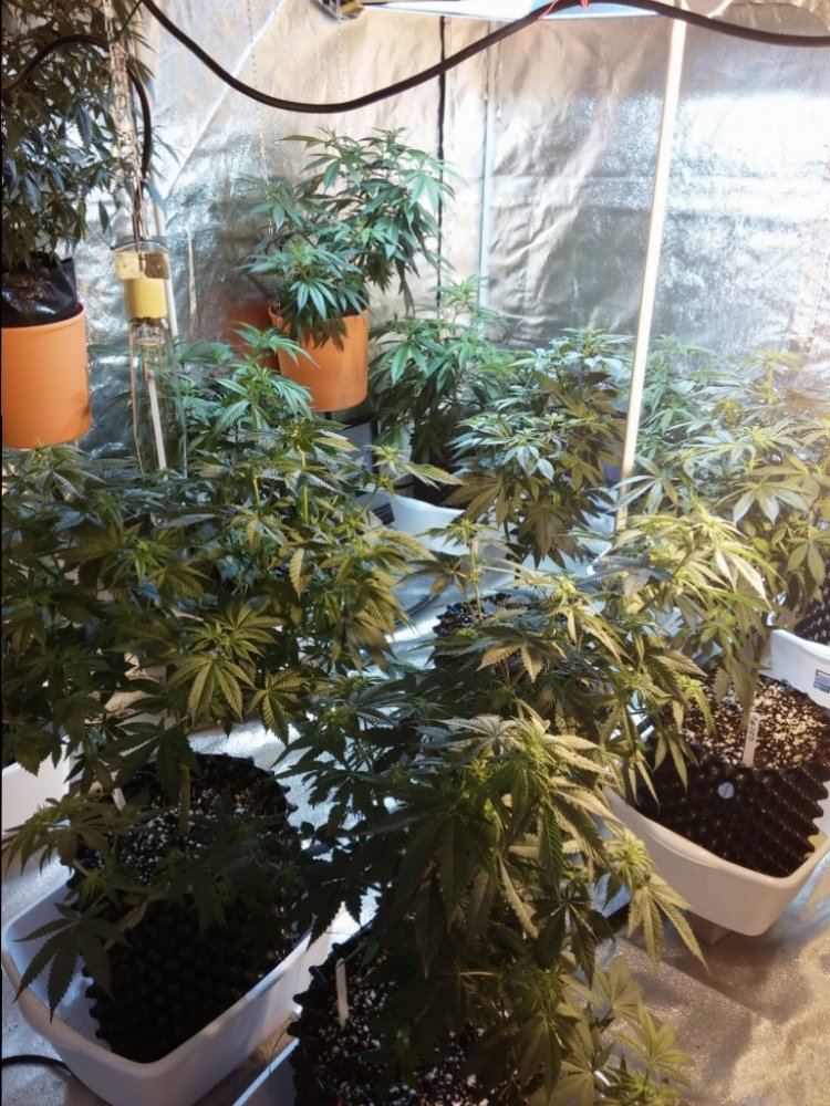 Smokeys den 5