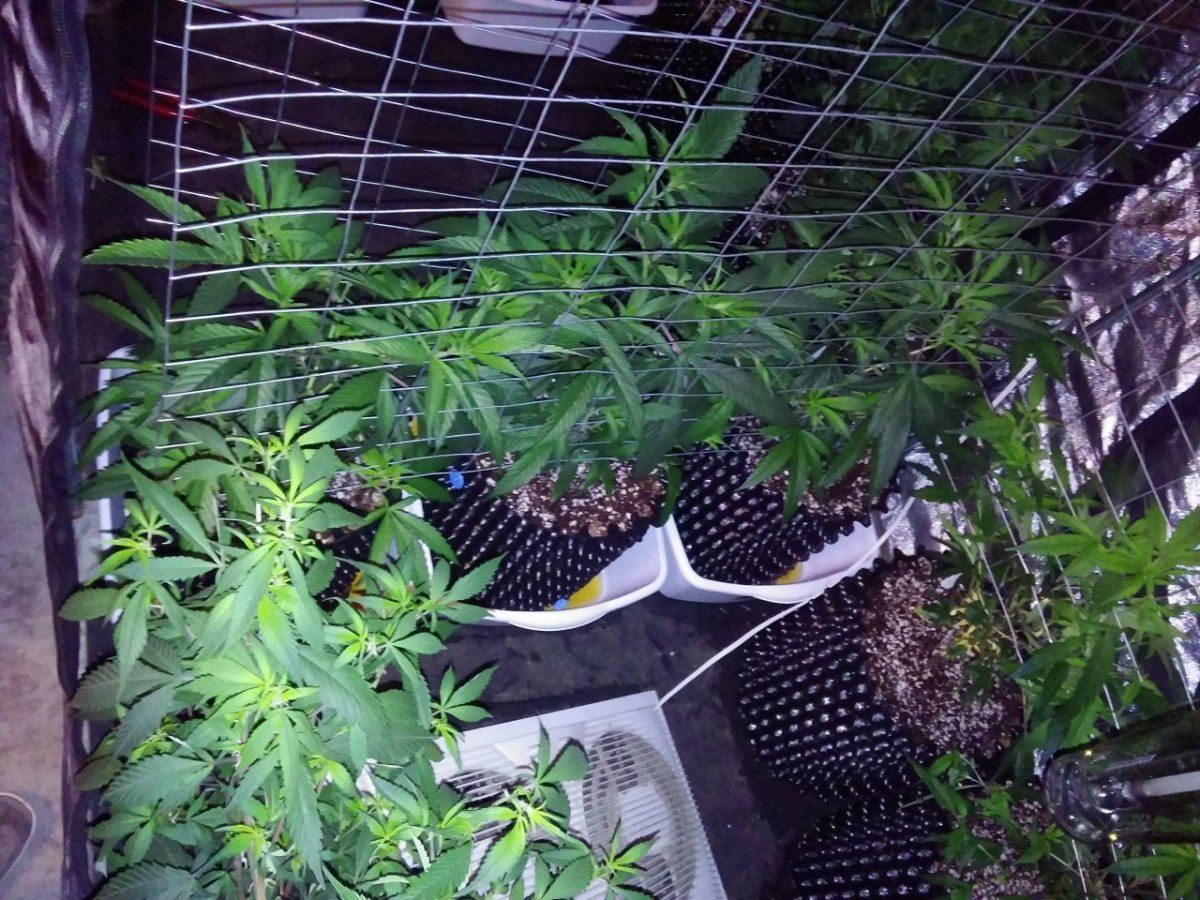 Smokeys den