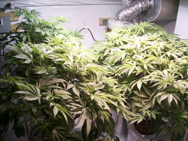 Smokin trees cali connect girls   pre98 bubba and cvk 7