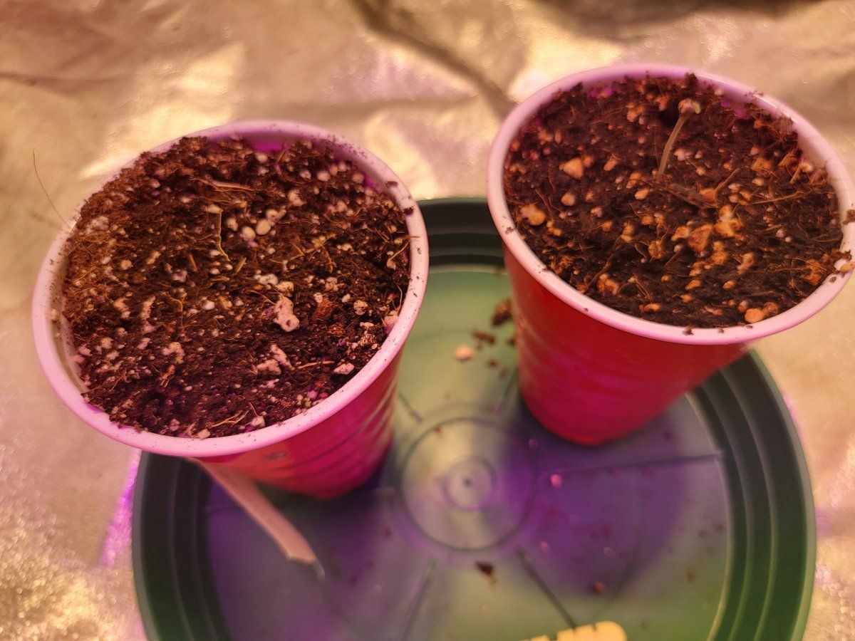 Snacks grow in soil been a while 2
