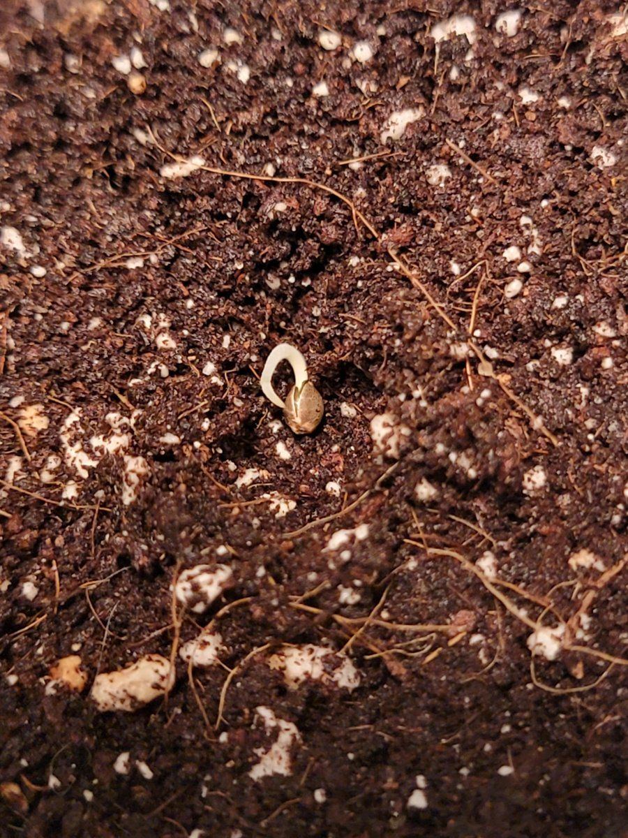 Snacks grow in soil been a while