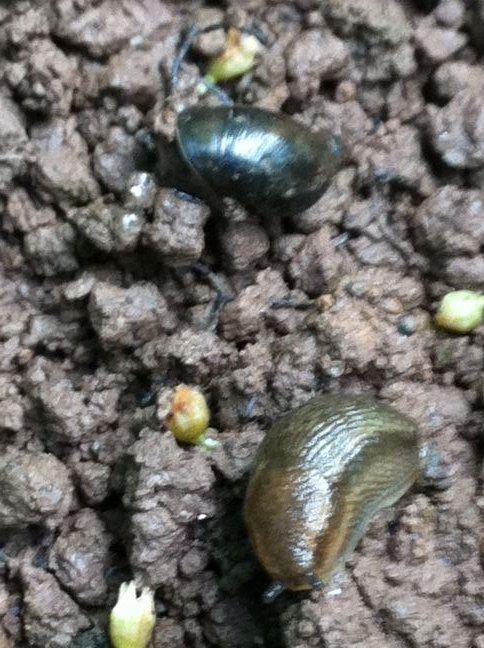 Snails