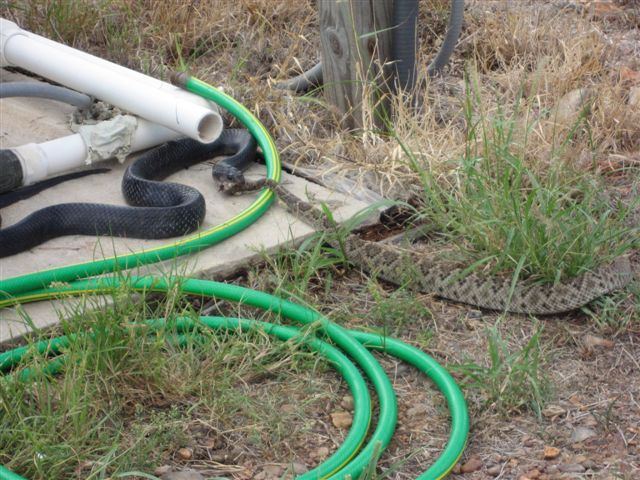 Snake1
