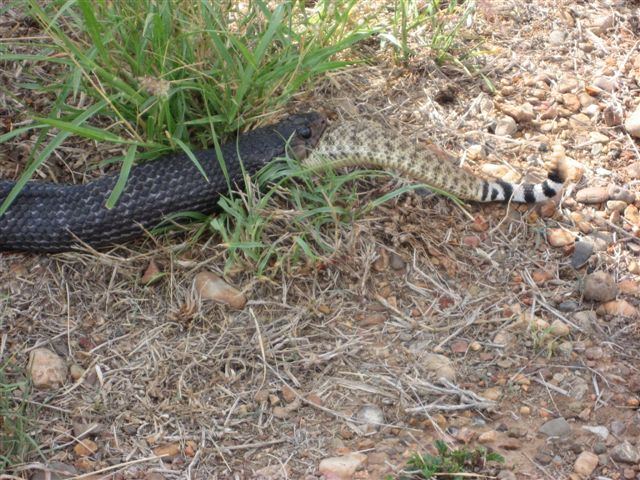Snake2