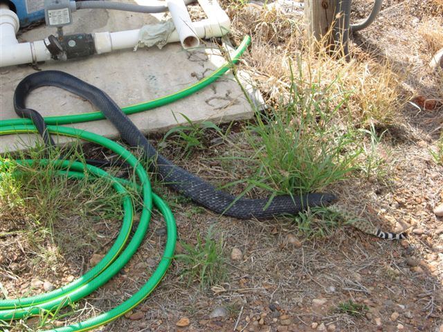Snake3