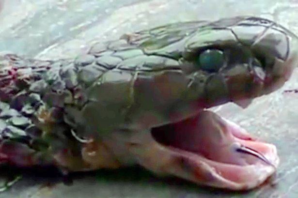 Snakes head