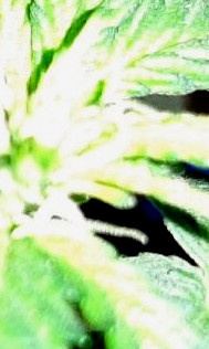 Snap2