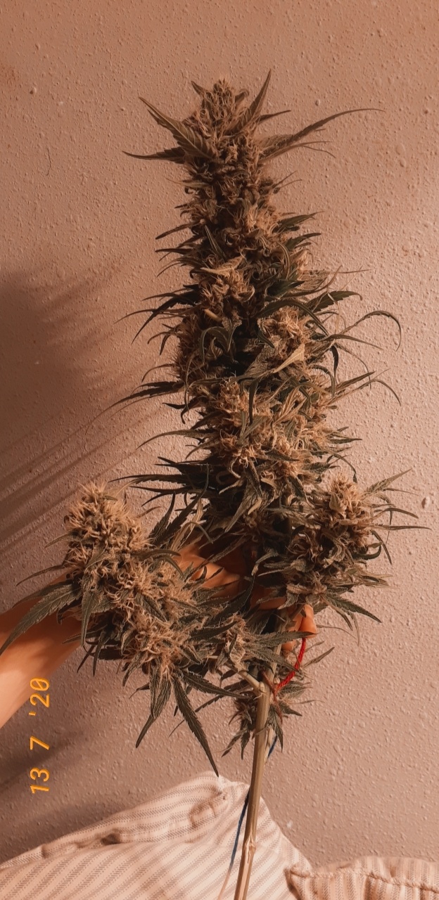 Snapchat 404655761